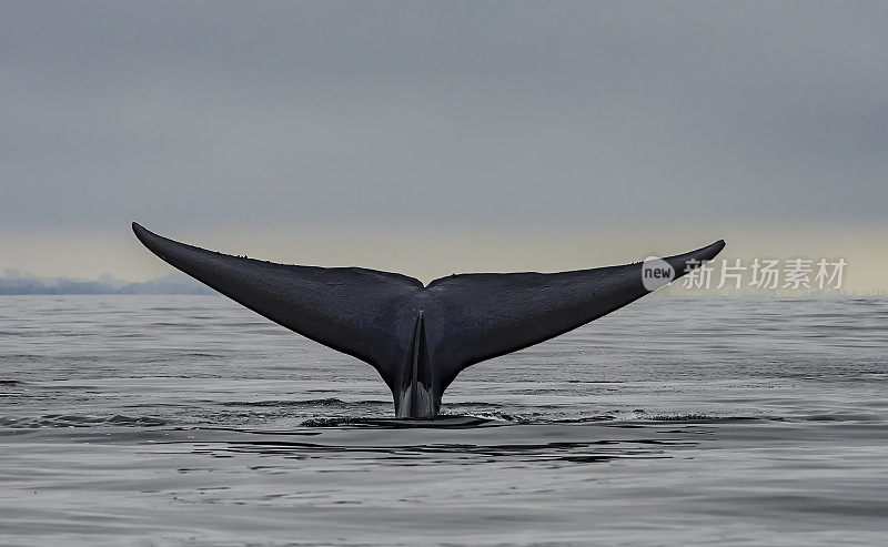 蓝鲸(Balaenoptera musculus)是一种海洋哺乳动物，属于须鲸(Mysticeti)，有时在加利福尼亚州的蒙特雷湾发现。